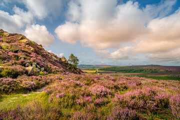 Summer time moorland view with bracken and heather in full bloom rocks and hills in the background...