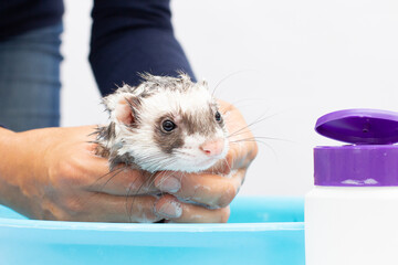 Ferret (polecat) wash in water on a white background