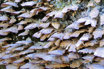 wood decay fungus