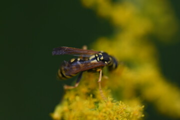 Natura