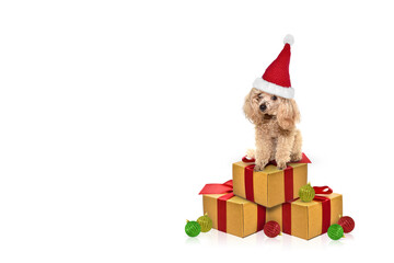 a small red poodle in a Santa hat sits on boxes with gifts, and around there are Christmas balls all on a white background.  place to add text.  design element.  christmas or new year clipart