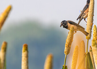 Rosy starling having millet grain