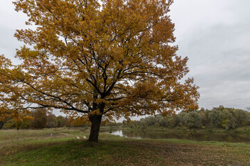 Autumn landscape with an oak tree in cloudy weather.