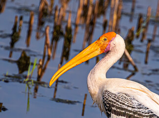 Painted stork a close up