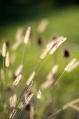 Flore prairie - nature champ rural soleil