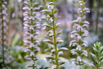 Close-up of group of beautiful flower buds with blurry background