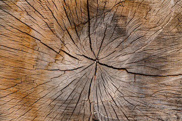 Background from an old tree trunk cut in half