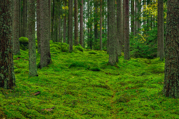 Beautiful pine and fir forest with green moss on the forest floor
