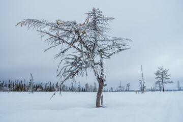 Frozen tree in the Swedish highlands