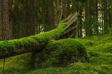 Fallen fir tree now covered with green moss