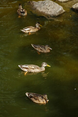 wild ducks swim in the lake among the stones