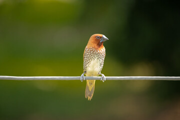 scaly breasted munia