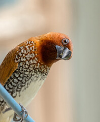 scaly breasted munia