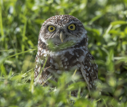 Great close up shot of a beautiful brahmin owl