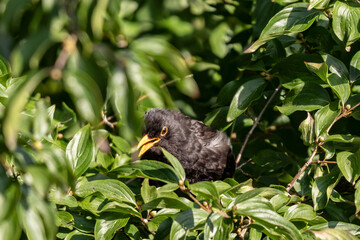 Amsel sitzend in einem Baum