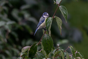 Blaumeise auf einem Zweig