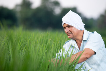 Naklejka na ściany i meble Portrait of happy young Indian rural man farmer sitting working in agriculture land surrounded by crops wearing turban, smiling village male in farm field greenery, blur background, copy space.