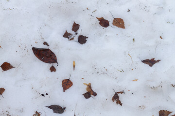Fallen brown leaves lie on the snow in spring