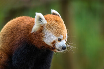 Side view of a Red Panda with green background portrait