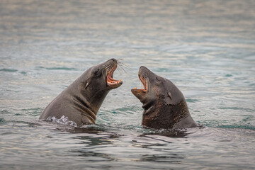 Two Californian Sea Lions playing in the water mouths open