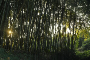 Sunset in the Forest of Bamboos in the Amazon Rain forest in Ecuador