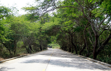 Road in the Forest on a sunny day