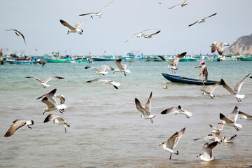 Longshot of a flock of seagulls flying around a beach on a sunny day at Ecuador.