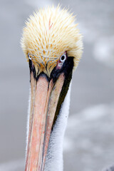 Closeup portrait of a pelican with a blurred background at Ecuador