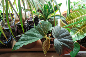 Various green plants in pots on the windowsill. Indoor garden, house plants. Minimalistic Scandinavian interior. Alocasia, ficus, palm, croton, monstera, arrowroot, calathea in baskets, boxes. © Natali