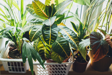 Green plant croton with big leaf in pot. Indoor garden, house plants. Minimalistic Scandinavian interior.  Croton in a basket. Close up © Natali