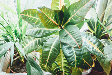 Green plant croton with big leaf in pot. Indoor garden, house plants. Minimalistic Scandinavian interior.  Croton in a basket. Close up © Natali