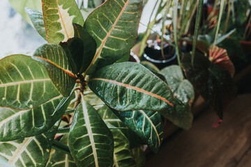 Green plant croton with big leaf in pot. Indoor garden, house plants. Minimalistic Scandinavian interior.  Croton in a basket. Close up