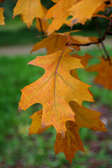 Orange oak leaf