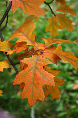 Orange oak leaf