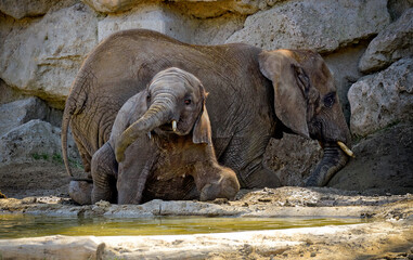 elephant cow and youngster in a mud wallow