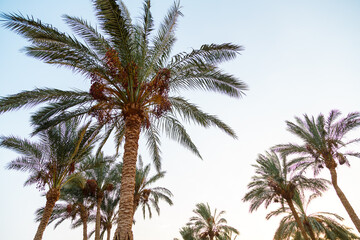 Fototapeta na wymiar Date palms against the background of the sky colored with reflections of the sun.