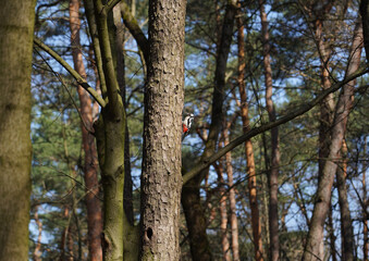 Photo of tree trunks in the forest