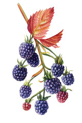 Autumn blackberries on a branch, berries and leaves isolated white background. Watercolor botanical illustration