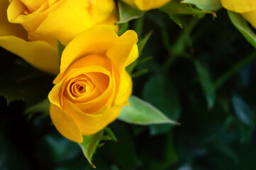 Close-up of a yellow unbloomed rose on a dark background. Flowers, close-up, bouquet, yellow