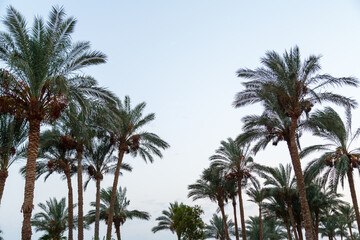Fototapeta na wymiar Tops of date palms with fruits against a light blue sky.