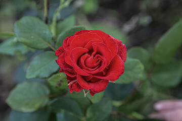 Red rose flower blooming in roses garden on background red roses flowers.