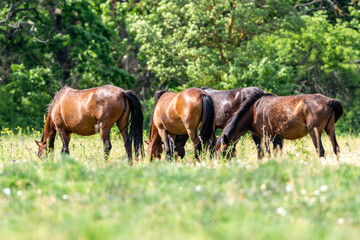 herd of wild horses grazing in the meadow, letea forest, romania