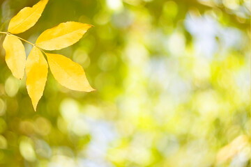 Autumn leaves of ash tree in autumn park. Defocus eco background