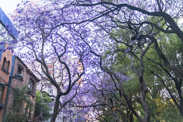 Beautiful view of jacaranda trees in street from Mexico City