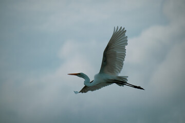 white heron in flight