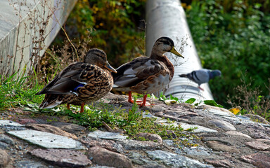 Animal bird called the Mallard Duck, commonly found in the Biała River valley in the city of Białystok in Podlasie, Poland.