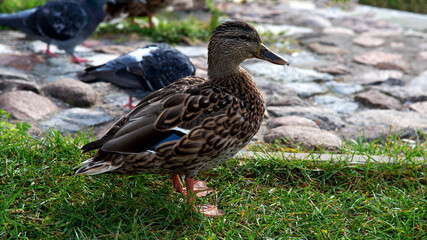 Animal bird called the Mallard Duck, commonly found in the Biała River valley in the city of Białystok in Podlasie, Poland.