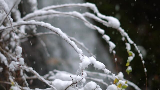 Closeup shot of snow on the branches of a tree in front of the Jana  waterfall at Kullu near Manali in Himachal Pradesh, India. Winter background. Branches of tree covered by snow during the snowfall.