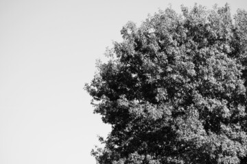 Texture of tree in minimalism style, isolated on background in black and white.