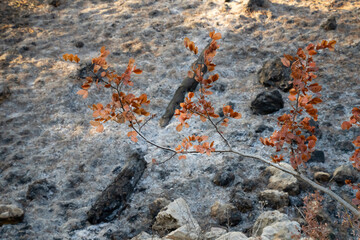 A Burnt Tree after a Wildfire